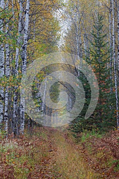 A pathway or trail thorough the autumn forest.