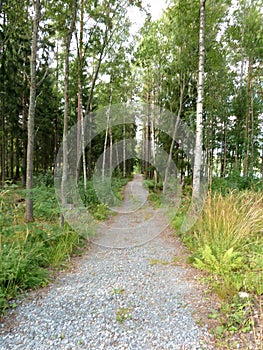 Pathway through the trees