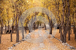 Pathway among trees in autumn season