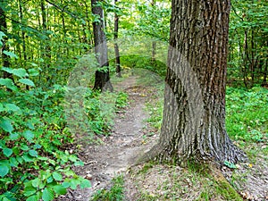 pathway between trees in green city park in summer