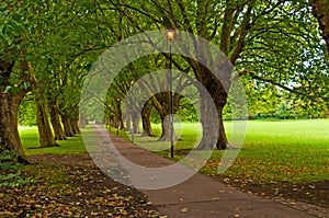 Pathway through trees in park