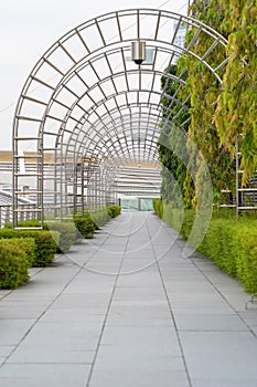 Pathway with trees tunnel and buildings, Singapore City. Way through garden park in summer season. Natural landscape background