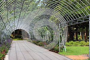 Pathway with trees tunnel in garden park