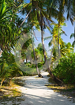 Pathway in tropical jungle
