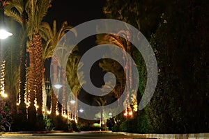 Pathway with tropical palms and streetlamps at night