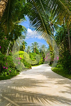 Pathway in tropical park