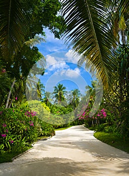 Pathway in tropical park