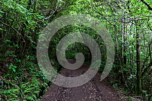 Pathway trought the forest along the levada