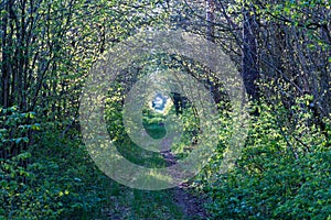 Pathway through a tunnel of green leaves