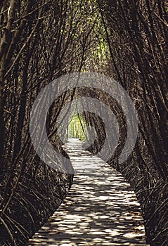 Pathway in tunnel mangrove forest