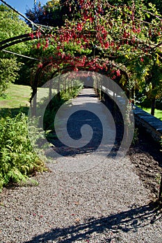 Pathway under the fuchsia bushes