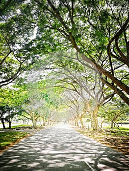 Pathway under trees