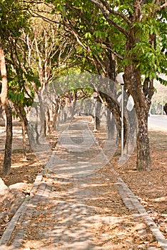 Pathway under the trees