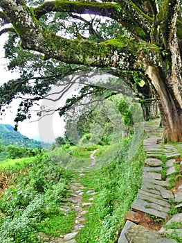 Pathway under trees through lush countryside outside Bandipur, Nepal