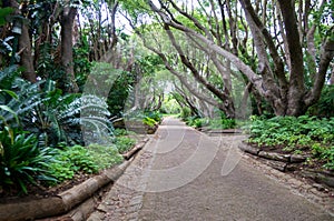 Pathway under trees. Lush green scenery. Biodiverse environment with numerous species