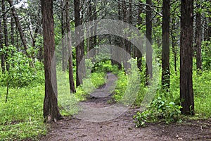 Pathway Through the Understory of Tall Trees