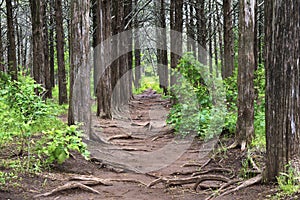 Pathway Through the Understory of Tall Trees