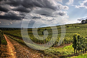 A pathway through the vineyards