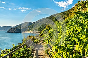 Pathway in vineyards at Manarola - Cinque Terre, Italy