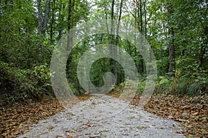 Pathway walking path in the forest in autumn