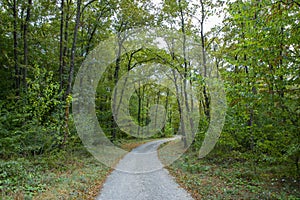 Pathway walking path in the forest in autumn