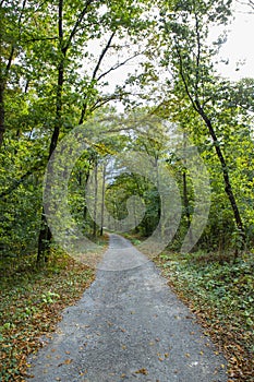 Pathway walking path in the forest in autumn