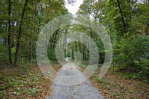 Pathway walking path in the forest in autumn