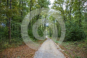 Pathway walking path in the forest in autumn