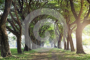 Pathway Way Through green Forest in the park at morning