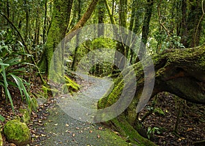 A pathway through a wet rain forest