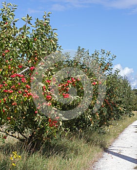 Pathway by wild apple trees loaded with red apples, Europe