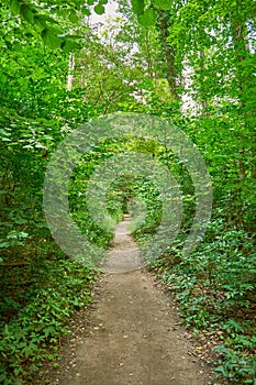 Pathway in the wild green forest