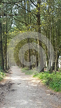 Pathway through the wood,  Tehidy Woods Cornwall