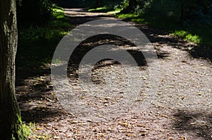 Pathway Through Woodland