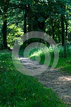Pathway Through Woodland