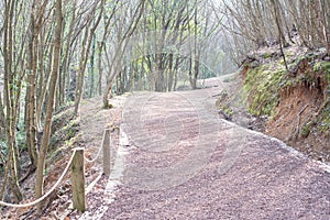 Pathway in the woods