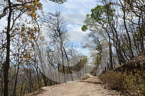 Pathway through the woods in autumn