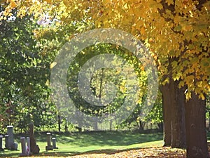 Pathway with Yellow and Green Maple Trees in Autumn in a Cemetery