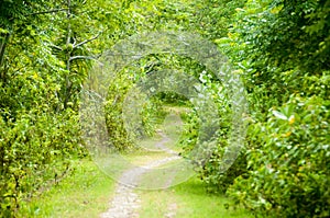 Pathways in the forest