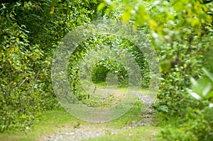 Pathways in the forest