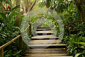 Pathways in the jungle