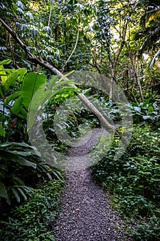 Pathways through a tropical garden