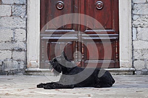 A patient black Schnauzer dog reclines before a grand wooden door