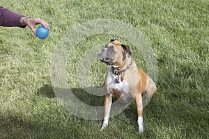 Patient Boxer photo