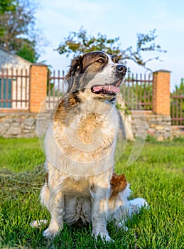 Patient brown and white dog sitting waiting