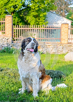 Patient brown and white dog sitting waiting