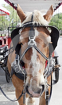 Patient carriage horse in Beaufort, South Carolina