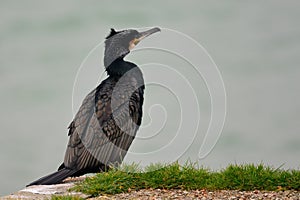 Patient cormorant