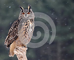 Patient Eurasian Eagle-Owl