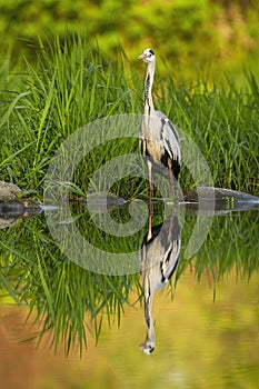 Patient grey heron hunting in a river with a reflection mirrored on water level